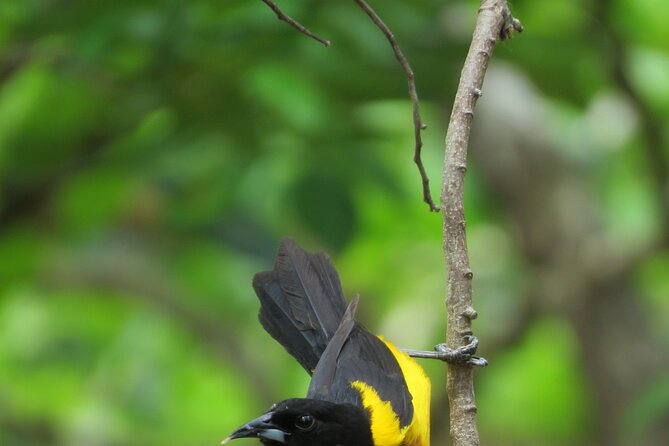 Xocen Birding - The Sum Up