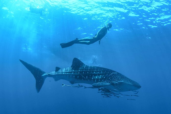 Whale Shark Watching and Snorkeling Experience on Contoy Island - An In-Depth Look at the Whale Shark Tour Experience