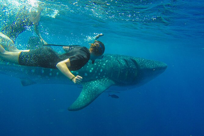 Whale Shark Watching and Snorkeling Experience on Contoy Island - Practical Details and What to Expect