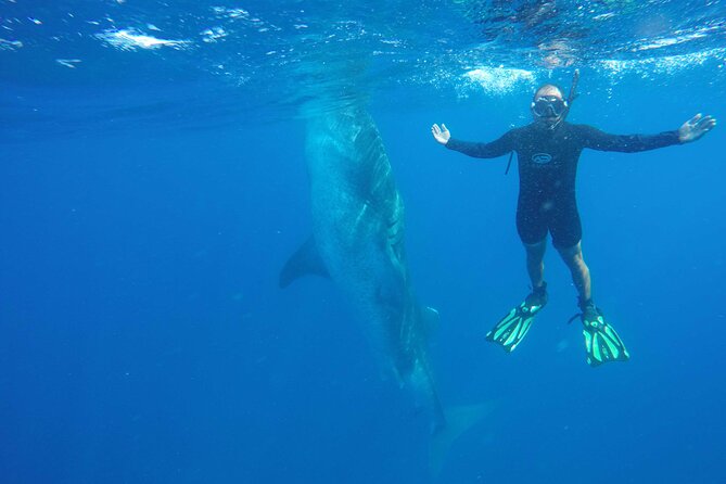 Whale Shark Watching and Snorkeling Experience on Contoy Island - Frequently Asked Questions