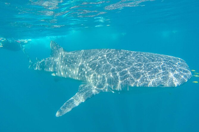 Whale Shark Watching and Snorkeling Experience on Contoy Island - Why This Tour Is a Great Choice