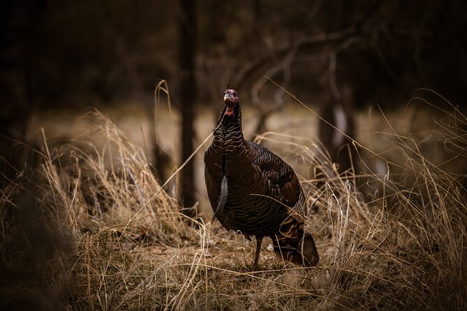 Zion National Park Self-Guided Driving & Shuttling Tour - Who Would Benefit Most from This Tour?