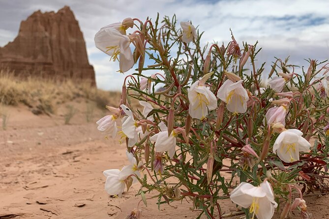 Capitol Reef Half Day Temples of the Sun and Moon (Shared Tour) - Who Should Book This Tour?