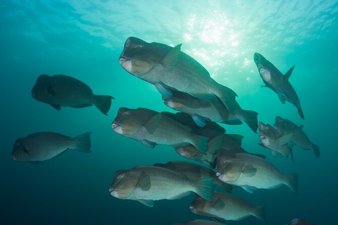 Premium Guided Dive Trip - Outer Great Barrier Reef - Frequently Asked Questions