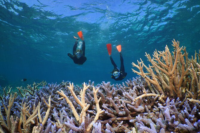Silversonic Outer Great Barrier Reef Cruise from Port Douglas - Key Points