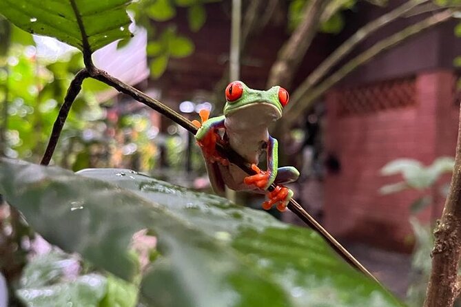 Pierrela Rain Forest - Exploring the Pierrela Rain Forest: A Natural Gem in Costa Rica