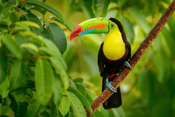 Costa Rica 6-in-1 Aerial Tram & Rainforest Adventure - Final Thoughts