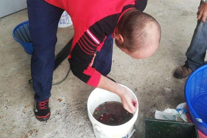 Coffee Tour Los Sauces - A Closer Look at the Coffee Tour Los Sauces Experience