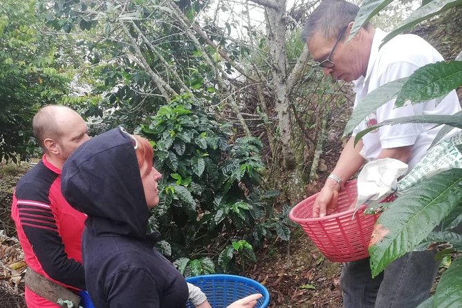 Coffee Tour Los Sauces - Practical Details You Should Know