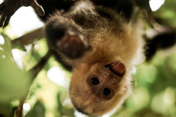 Manuel Antonio National Park - FAQs