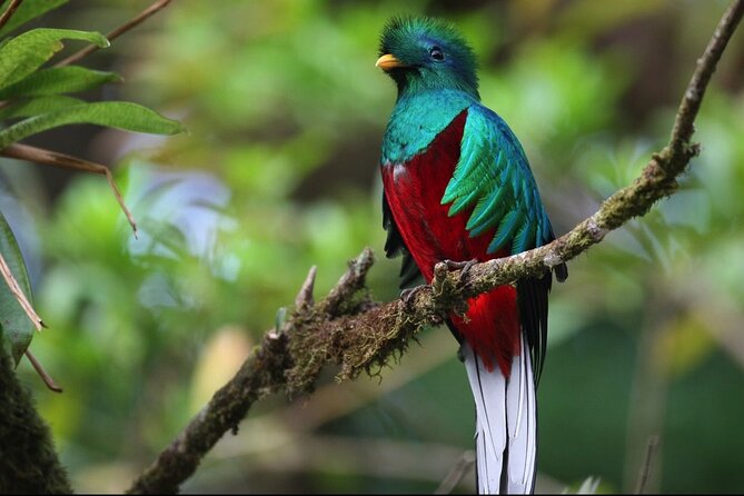 Day trip from San Jose to Monteverde Cloud Forest & Sky Adventure Park - Practical Tips for Booking and Going