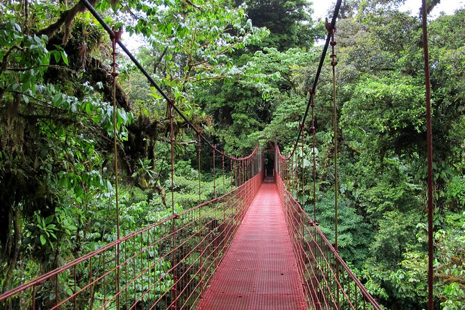Day trip from San Jose to Monteverde Cloud Forest & Sky Adventure Park - A Deep Dive into the Monteverde Cloud Forest Experience