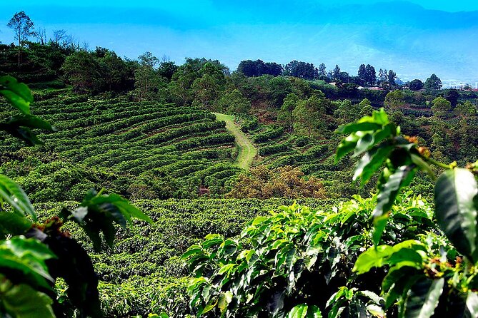 Poas Volcano + Coffee Plantations & La Paz Waterfall Gardens Trip from San Jose - Exploring the Itinerary in Detail