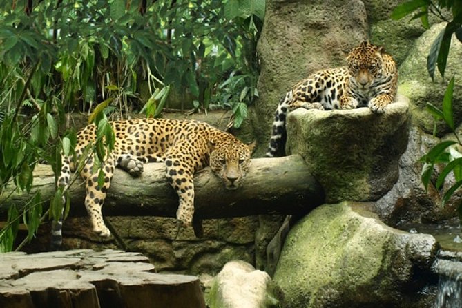 Day Trip from San Jose to La Paz Waterfall Gardens & Safari in Sarapiqui River - An In-Depth Look at the Tour