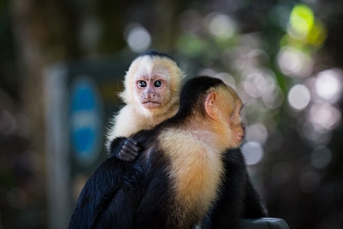 Arenal Sloths Lovers & Baldi Hot Springs. Private Tour - Who Will Love This Tour?