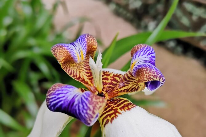 Poás Volcano, Coffee Plantation and La Paz Waterfall Gardens Tour - Key Points