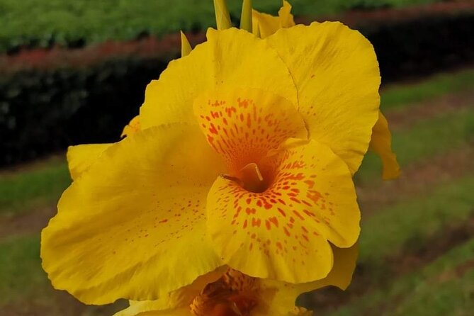 Poás Volcano, Coffee Plantation and La Paz Waterfall Gardens Tour - A Full-Day Adventure: Poás Volcano, Coffee, and Waterfalls in Costa Rica