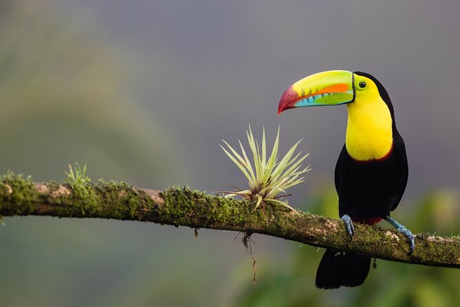 Romantic Holidays in Costa Rica: 8 Days All Inclusive - Key Points