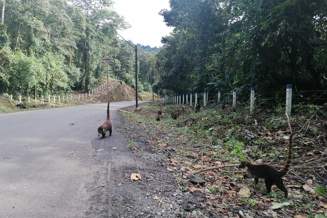 Tortuguero National Park Day Trip from San Jose - An In-Depth Look at the Tour Experience