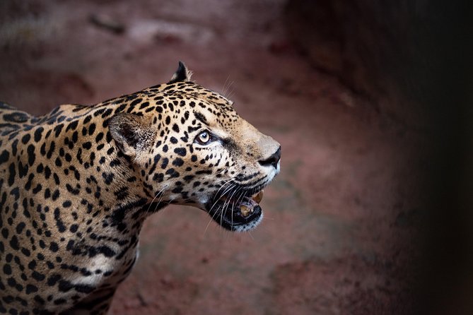 Skip the Line:Day Ticket-La Paz Waterfall Gardens Nature Park & Wildlife Refuge - Is This Tour Right for You?