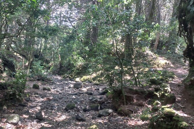 Travel Through the Mountains of Heredia and Alajuela. - What Sets This Tour Apart