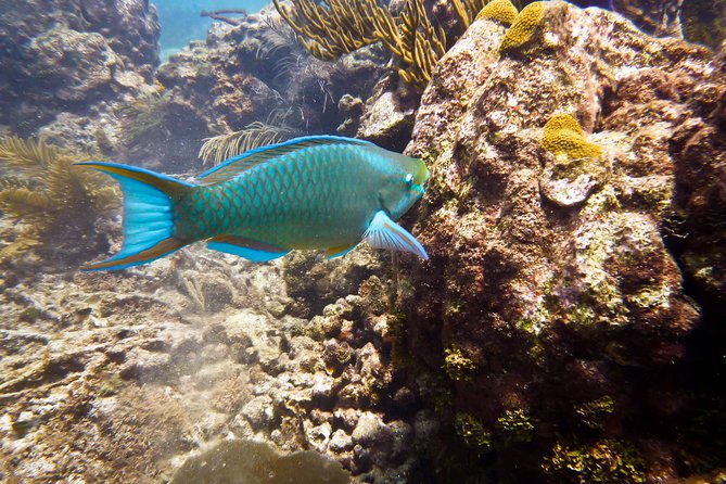 Catalina Island Scuba Diving - Amazing Full Day Tour! - Who Should Consider This Tour?