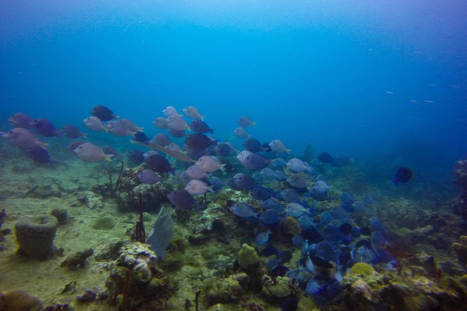 Full-Day Catalina Island Snorkeling Tour from Bavaro - FAQs