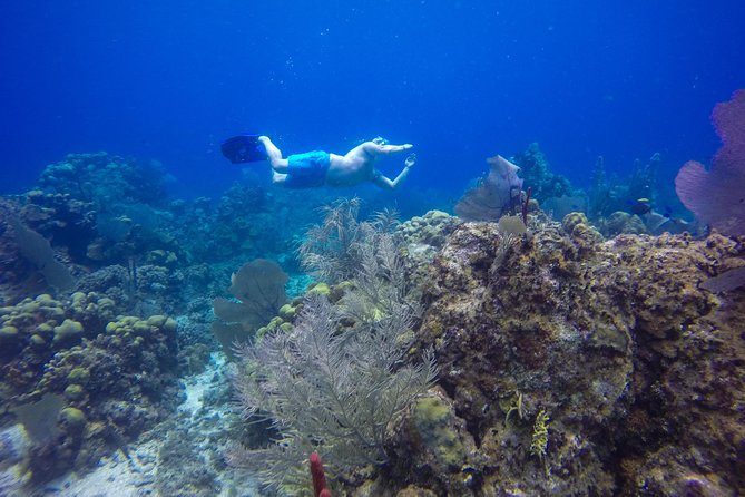 Full-Day Catalina Island Snorkeling Tour from Bavaro - Authentic Feedback from Travelers