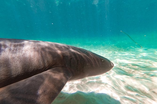 Marinarium Snorkeling Cruise from Punta Cana - FAQ About the Marinarium Snorkeling Cruise