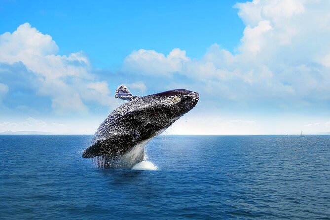 Full Day Humpback Whale Watching Tour in Samana from Uvero Alto - A Day of Unforgettable Encounters in Samaná: Full Day Humpback Whale Watching from Uvero Alto