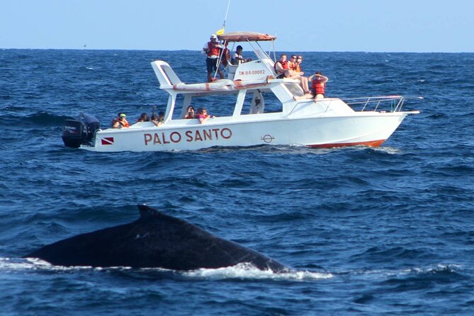 Full-day Whale watching Tour in Samana Bay from Punta Cana - Complete Dive into the Tour Experience