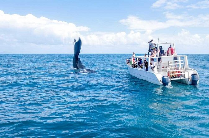 Full-day Whale watching Tour in Samana Bay from Punta Cana - FAQ