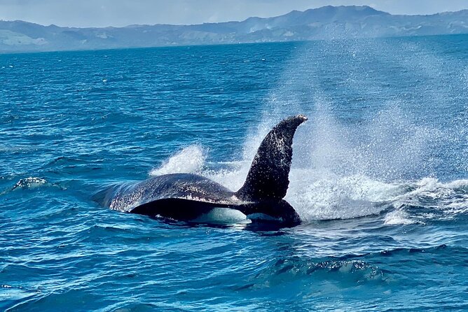 Samana Full Day -baracardi island, horses, lemon waterfall - An In-Depth Look at the Samana Full Day Tour