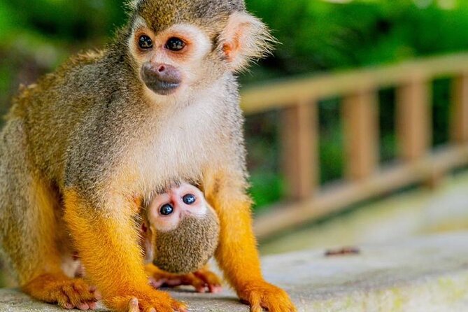 Ziplines Jungle Day Combo Tour - Frequently Asked Questions