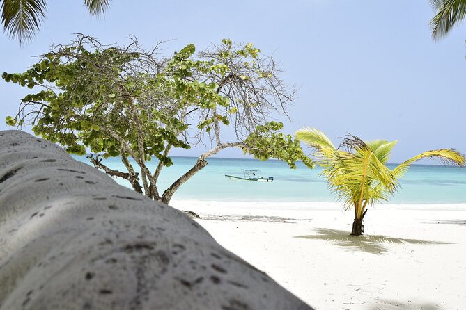Saona Island Tour - Full Day from Punta Cana Buffet and drinks - The Sum Up