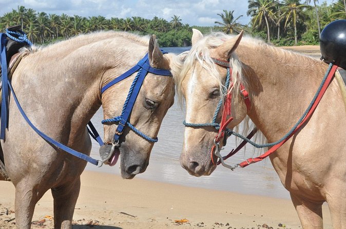Horseback Riding Tour on the Beaches of Punta Cana - Final Thoughts