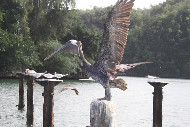 Tour of Los Haitises Montaña Redonda and Yanigua Waterfall in one day - Who Will Love This Tour?