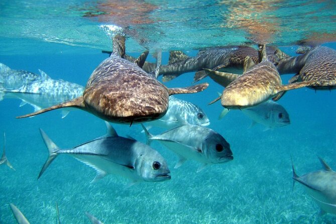 Pirates of the Caribbean Cruise- Snorkel, Sharks & Stingrays - Key Points