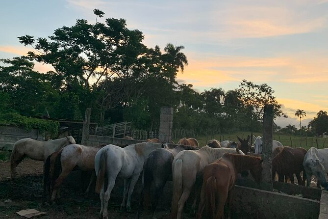 Horseback Riding with Pickup from Punta Cana - Key Points