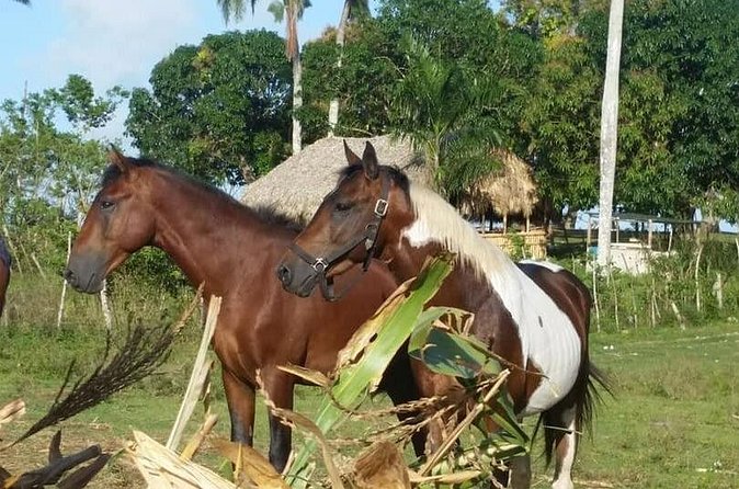Horseback Riding with Pickup from Punta Cana - Frequently Asked Questions (FAQ)