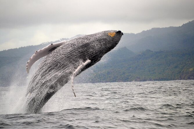 Adventure in Samaná Whale Watching, Limón Waterfall, and More - FAQ
