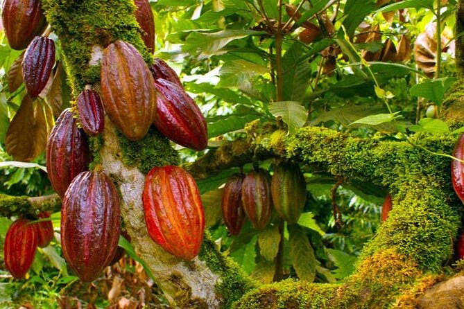 Experiencia cultural de Medio Día en Punta Cana - FAQs