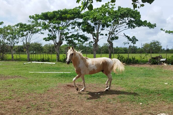 2-Hour Horseback Riding Tour at Sunset from Punta Cana - Final Thoughts