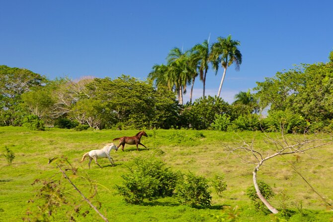 Half Day Higuey City Tour from Punta Cana with Pick Up - Key Points