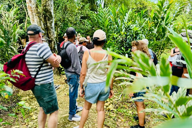 PRIVATE: 3in1 - Los Haitises N.P. + Y. Waterfall + Mount. Redonda - Salt de Yanigua and Tarzans Treehouse: Waterfalls and Adventure