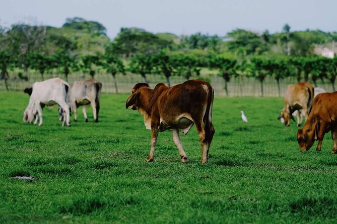 Dominican Republic Cultural Country Safari Tour from Punta Cana - Final Thoughts: Who Will Love This Tour?