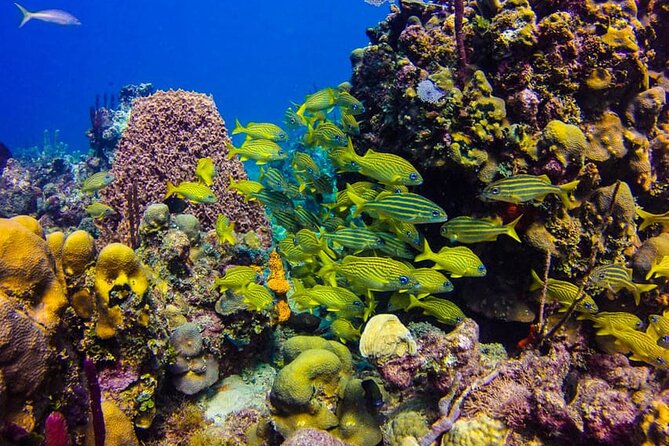 Punta Cana: Catalina Island Diving And Snorkeling - Why You Might Love This Experience