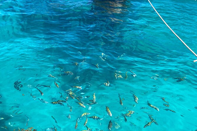 Punta Cana: Catalina Island Diving And Snorkeling - An In-Depth Look at Punta Cana: Catalina Island Diving And Snorkeling