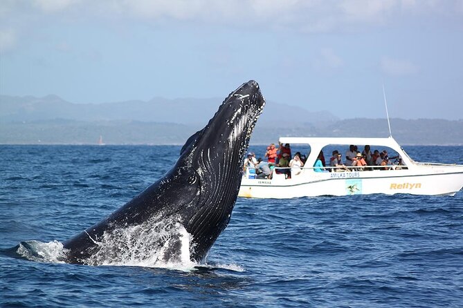 Whale Watching 2026 from Punta Cana - Full Day - Practical Tips for the Tour