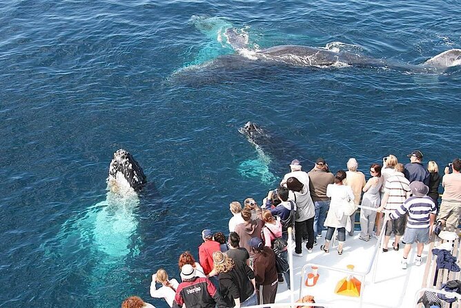 Whale Watching 2026 from Punta Cana - Full Day - Why This Tour Offers Great Value